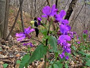 67 Bei fiori di Lunaria annua